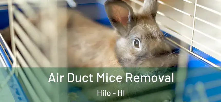 Air Duct Mice Removal Hilo - HI